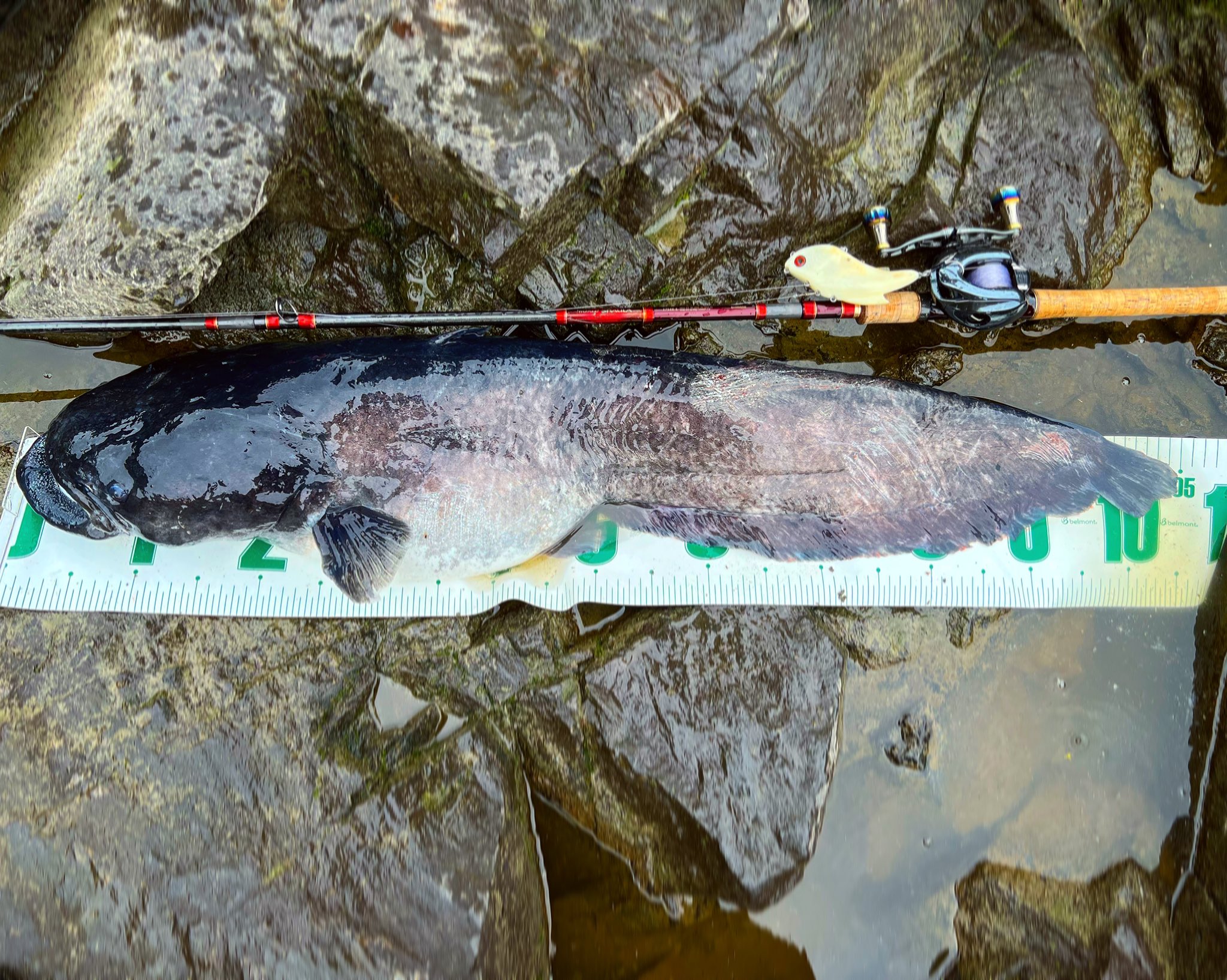 ブログ】 日本三大怪魚 ビワコオオナマズ編