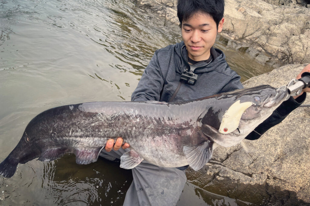 河川系 ビワコオオナマズ -３日間で10本のビワコオオナマズをキャッチ