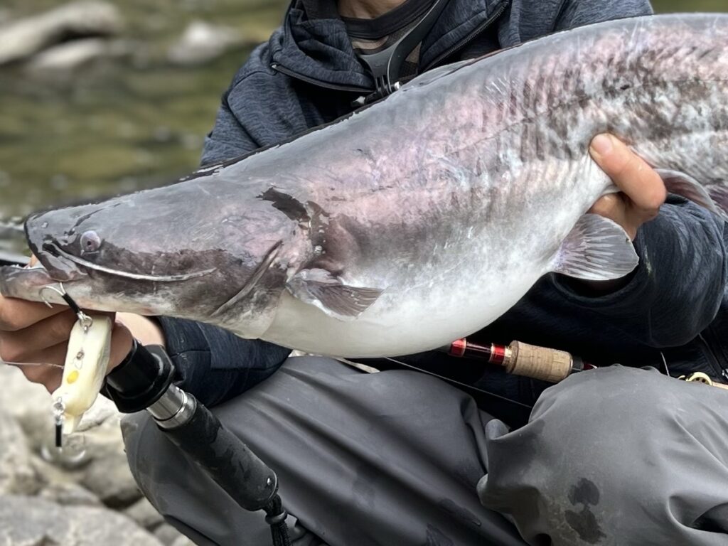 河川系ビワコオオナマズ -3日間で10本のオオナマズをキャッチした釣行